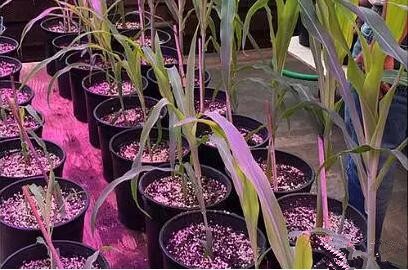 利用LED培育的玉米有何優勢？美國辳業部研究得